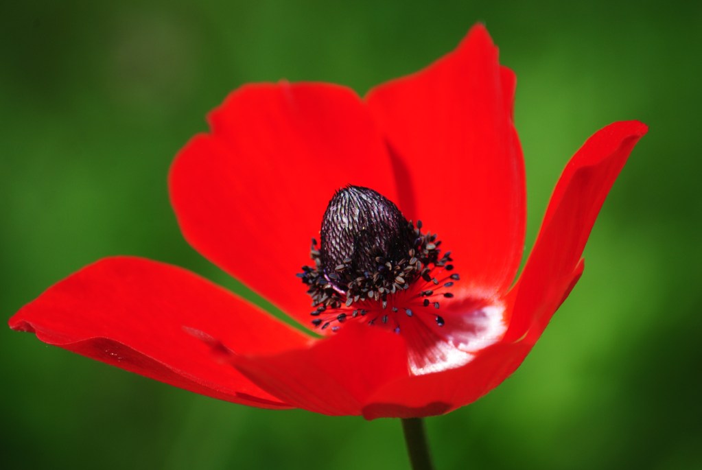 coronaria - Israel